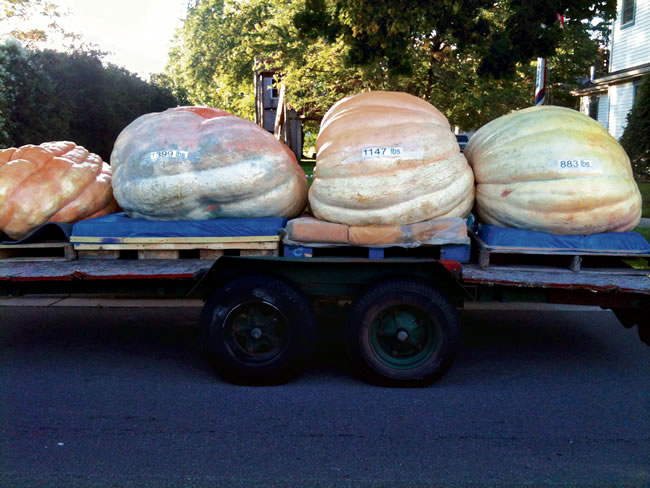 Pumpkins in transit for last year’s festival Pumpkins in transit for last year’s festival