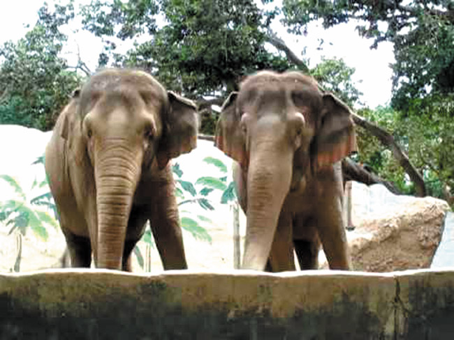 MW-Jones-101613-zoo