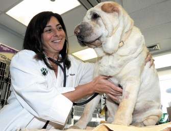 Amazing Results For Stem Cell Therapy In Pets