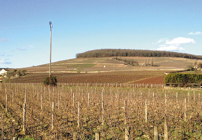 The Hill of Corton, home to the Grand Crus of Corton and Charlemagne, from the village of Aloxe Corton Photo from Roberto Viernes