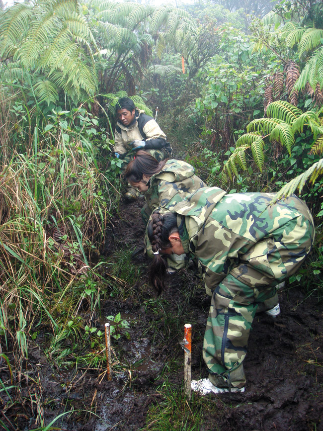 Volunteers from Schofield Barracks work in the field protecting Hawaii's threatened and endangered species. U.S. Army photo.
