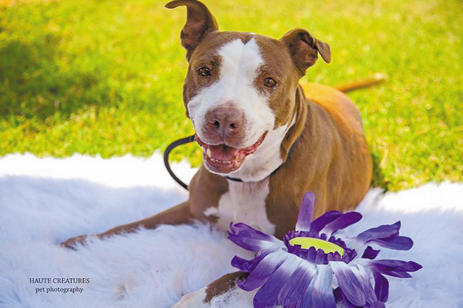 Skye is a 5-year-old Labrador/terrier mix who was found abandoned at Maili Beach. She is looking for a loving home — belly rubs and long walks would be a plus. She is great with kids, but would prefer to be in a home with older children (10 and up). Her adoption fee is $60. For more information on Skye and other adoptable pets, call Oahu SPCA at 754-1519.