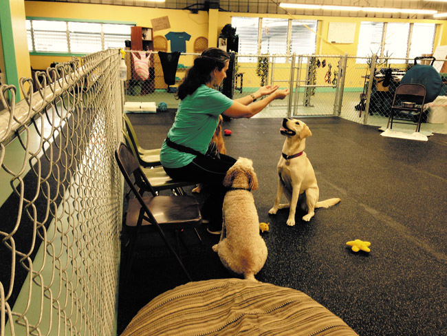 Paws for a Cause certified dog trainer Marie Selarque works with Mele on basic training techniques. The new dog daycare business opened last month in Kaneohe and will train youths this spring as part of a funded vocational partnership with Hale Kipa. It's open weekdays from 6 a.m. to 6 p.m. Photo from Jennifer Sudick.