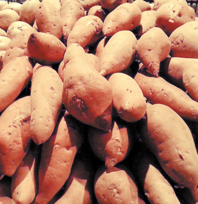 Sweet potatoes are native to Central and South America DIANA HELFAND PHOTO