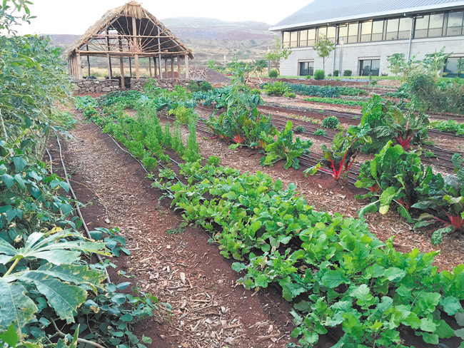 The UH West Oahu Student Organic Campus Garden is open to students, faculty and staff for its biweekly get-togethers to prepare soil, build compost, plant fruit trees, install irrigation, sow seed, weed and harvest crops. Photo courtesy UH West Oahu.