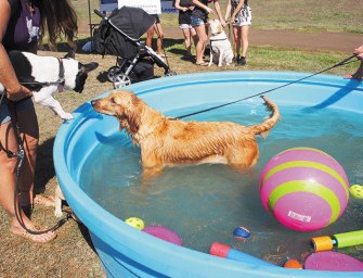 Pet Walk, Summer Fair Perfect For Pups And People