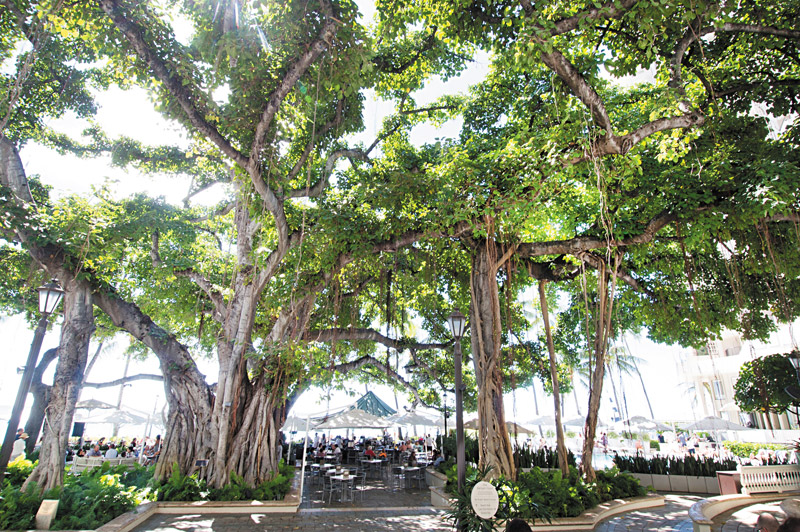 Myth alert: Scottish poet Robert Louis Stevenson did not write beneath the spreading banyan